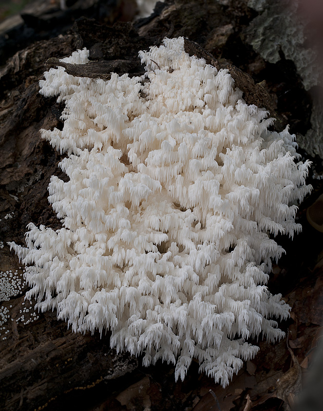 Hericium coralloides